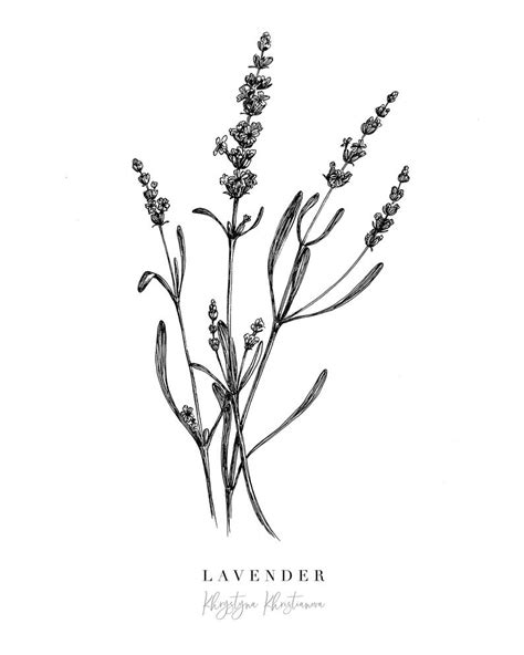 Maybe you would like to learn more about one of these? PRINTABLE lavender flower Illustration black and white ...