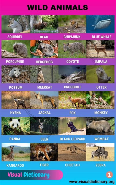 Enjoy our collection of fun kids activities themed around african animals, including colouring we have african animal drawing printables, templates for crafts and posters and room decorations to. Wild Animals: List of 50 Common Wild Animals Vocabulary with Pictures - Visual Dictionary in ...