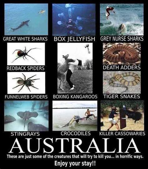 Unless you are a bird lover, australia will beat nz by far with their wildlife. Our Underwater Overlords