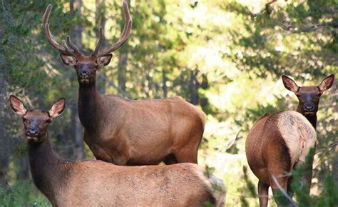 Celebrating the wildlife that can be found just outside your back door. My Backyard Jungle - A Conversation with James Barilla ...