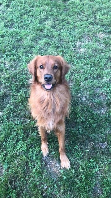 Puppyfinder.com is your source for finding an ideal golden retriever puppy for sale near austin, texas, usa area. Evan Washburn, Golden Retriever Stud in Austin, Texas
