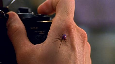 According to national geographic, black widows are considered the most venomous spider in north america. Voulant devenir Spider-Man, trois frères tombent très ...