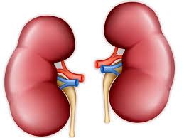 Your kidneys are powerful chemical factories and have the following jobs having heart disease can directly affect your chances of developing kidney disease. Kidney