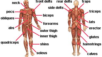 This page lists the muscles that students in the course learn to palpate, and whose attachments and lines of applications they must illustrate in the form of a force vector. new workout - body map