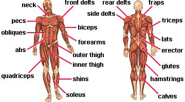 The muscular system is responsible for the movement of the human body. new workout - body map