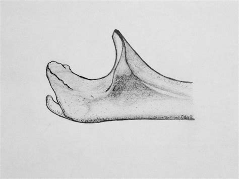 The olecranon spur - Journal of Shoulder and Elbow Surgery