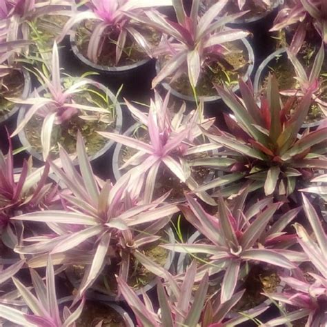 Tricolor oyster plant (tradescantia spathacea 'tricolor'): Tradescantia spathacea 'Tricolor' syn. Rhoeo spathacea ...