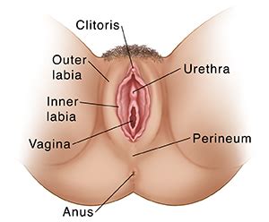 Immediately treating a groin strain can prevent it worsening, and help it to heal. Female external genitals.