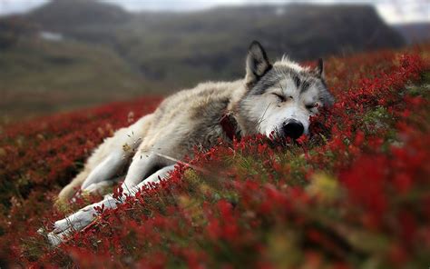 Wolves are amongst the most beautiful and evocative creatures in the animal kingdom. Lone Wolf Wallpapers - Wallpaper Cave