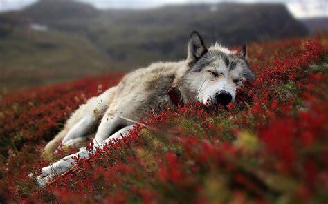 Wolf live wallpaper android apps on google play 1920×1080. Free HD Wolf Wallpapers - Wallpaper Cave