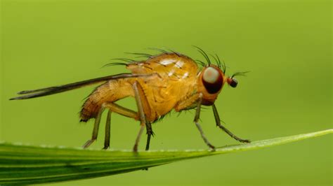 We did not find results for: Tiny Flying Bugs In Bedroom - tannia-sakihata