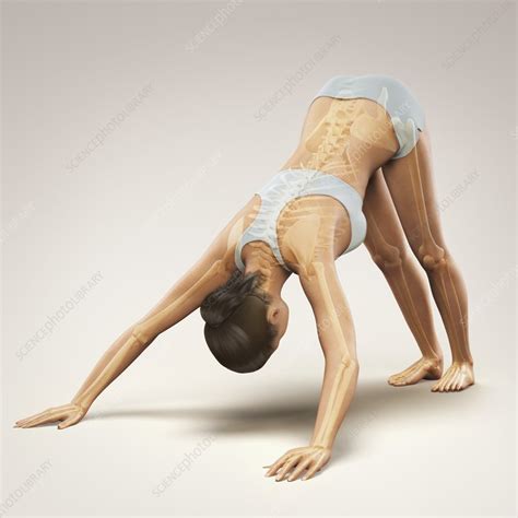 If downward dog is too uncomfortable to start with you can recreate the pose benefits in a simpler way by standing in an upside down l facing the wall. Yoga Downward Facing Dog Pose, artwork - Stock Image ...