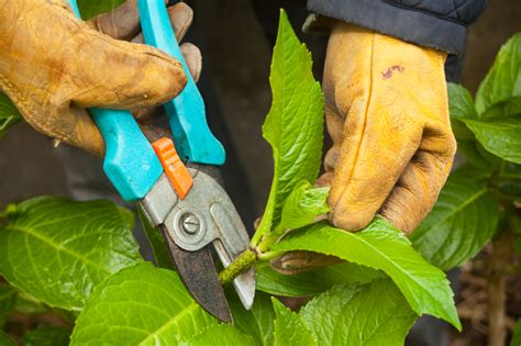 Im frühling soll man hortensien pflanzen und schneiden. Hortensien im Herbst schneiden » So machen Sie's richtig