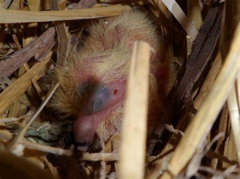 Meisen können mehrmals pro jahr brüten. bin tauben-oma - kleinen Igel gefunden was tun Igel ...