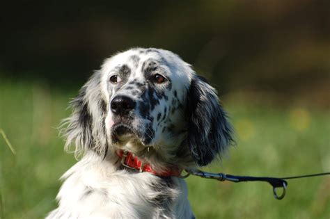 Michael s travels michael s travels. Kira - 5 month old female English Setter dog for adoption