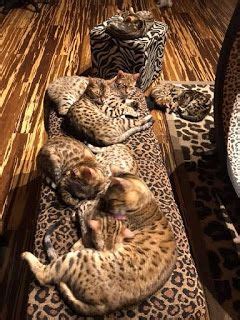 Growing kittens are expensive to feed, and it takes a lot of time to socialize them and clean up after them! Are Bengal cats Hypoallergenic?