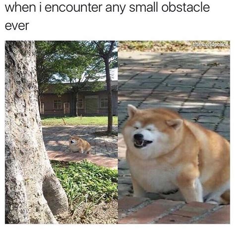 No meme no life this meme page contains dark meme, please don't take it seriously cuz this is just a. Fat Doggo - Meme by rebelo3558 :) Memedroid