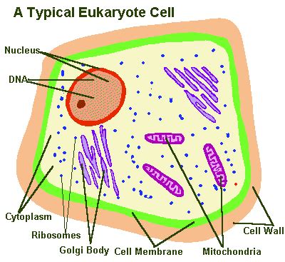 That's nice for plants, because it gives them the ability to grow up and out, where they can get lots of sunlight for a plant cell has a cell wall, whereas an animal cell only has a cell membrane, why ? Welsh Witch welshwitch5@gmail.com