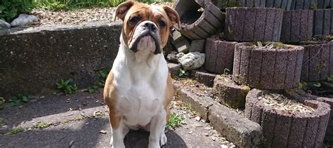 Englische Bulldogge ★ Infos zu Charakter, Haltung usw.