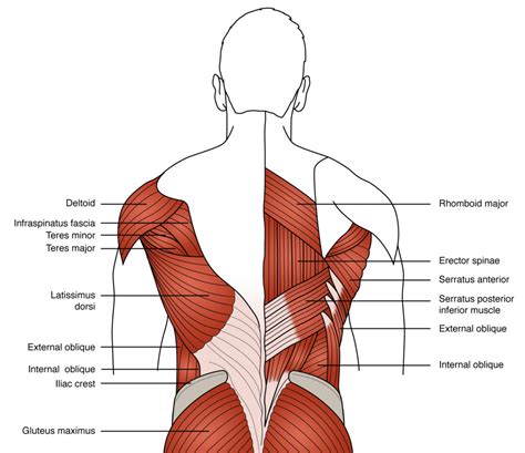 There are around 650 skeletal muscles within the typical human body. Lower Back Muscle Diagram