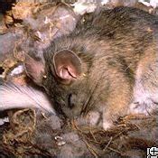 Dotson which was uploaded on june 25th, 2018. Bushy-Tailed Woodrat | HowStuffWorks