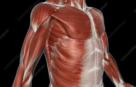 This muscular system chart shows in detail the deep layers of muscle on the front of your body. The muscles of the upper body - Stock Image - C008/1449 - Science Photo Library