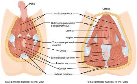 Here is a diagram that shows where each one is located Axial Muscles of the Abdominal Wall and Thorax | Anatomy ...