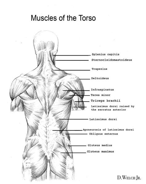 Intermediate back muscles and c. D.J. "Dark Kenjie" Welch - Masters of Anatomy | Back ...