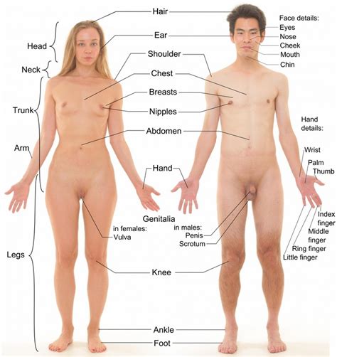 You will need to learn the names of the internal (inside the skin) and external body parts. Female Human Body Parts - Porn Xxx Pics