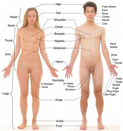 The three female parts of a plant are called the stigma, style and ovary. Female Human Body Parts - Porn Xxx Pics