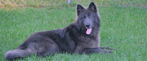 See more ideas about blue german shepherd, german shepherd, shepherd. Blue German Shepherds: History, Health, Behavior, Care ...