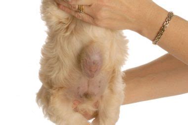 Hernia in dogs is most commonly seen in puppies less than one year of age. Can Umbilical Hernia in Dogs & Puppies Heal itself? Symptoms and Treatment
