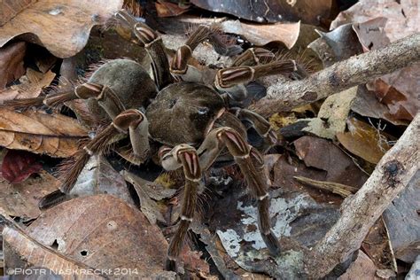 Venenos da amazônia, aranha golias e sapo cururu sentados em dadeira. Veja imagens assustadoras do maior aracnídeo do mundo, a ...