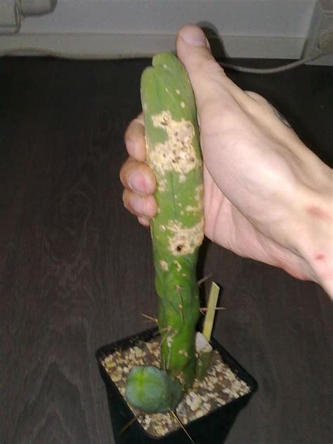 San pedro is also a powerful antimicrobial. Oozing Cactus Plants: Reasons For Sap Leaking From A ...