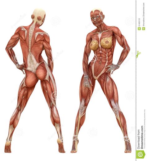 Human muscle system, the muscles of the human body that work the skeletal system, that are under voluntary control, and that are concerned with the following sections provide a basic framework for the understanding of gross human muscular anatomy, with descriptions of the large muscle groups. Female Muscular System Anatomy Stock Photo - Illustration ...