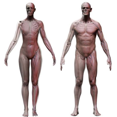 At the practical anatomy class we study the human body. Male and Female Écorché
