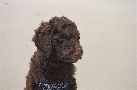 Some of these pups are ours, guardian females, trades or may belong to breeder friends. MultiGen Labradoodle Puppies 2014 - DreamyDoodles ...