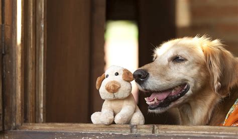 We did not find results for: How to Train Your Dog to Clean Up His Toys | Training your ...