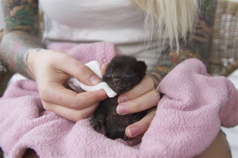 Usually, a dose of one or more types of antibiotics prescribed by your vet will get them. Bottle Feeding — Kitten Lady