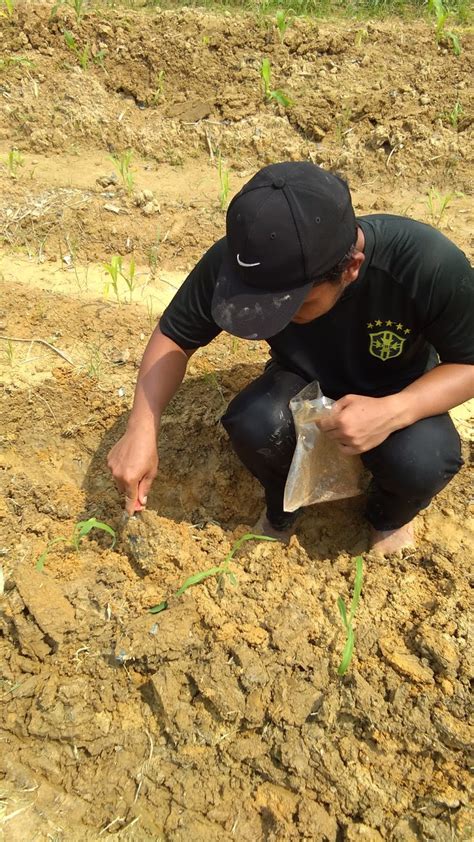 Check spelling or type a new query. AGR3001 Kump 1: Projek Tanaman Jagung