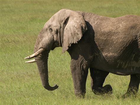 Elephant Walking | Elephant walking in the Serengeti Nationa… | Flickr