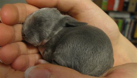 Lisa began looking for a job a long time ago. How Long Does It Take for Rabbits to Have Babies?