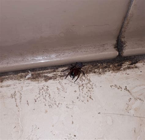 See full list on usaspiders.com ID Help? Washington State : spiders