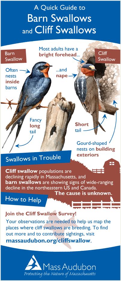 How to increase friendship level | companionship exp. Barn and Cliff Swallows Quick Guide