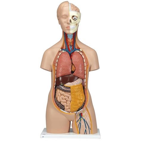 Curious what other anatomical models of the torso are available at mentone educational? Classic Unisex Torso, 12-Part B09 - Anatomical Parts & Charts