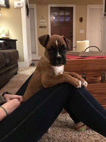 Boxer puppies are known for their playfulness and curiosity. Boxer puppy for sale in WESTMINSTER, SC. ADN-22137 on PuppyFinder.com Gender: Female. Age: 9 ...