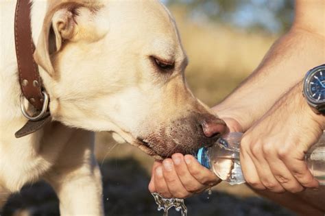 If your dog's diarrhea persists for more than a day, dehydration can be a concern. How to Stop and Prevent Dog Diarrhea | Cuteness