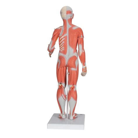 We'll identify as many organs as we can, see how they fit into. Anatomical Model- 1/2 Life-Size Complete Female Muscular Figure, 21 part Without Internal Organs