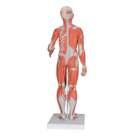 Guide to mastering the study of anatomy. Anatomical Model- 1/2 Life-Size Complete Female Muscular Figure, 21 part Without Internal Organs