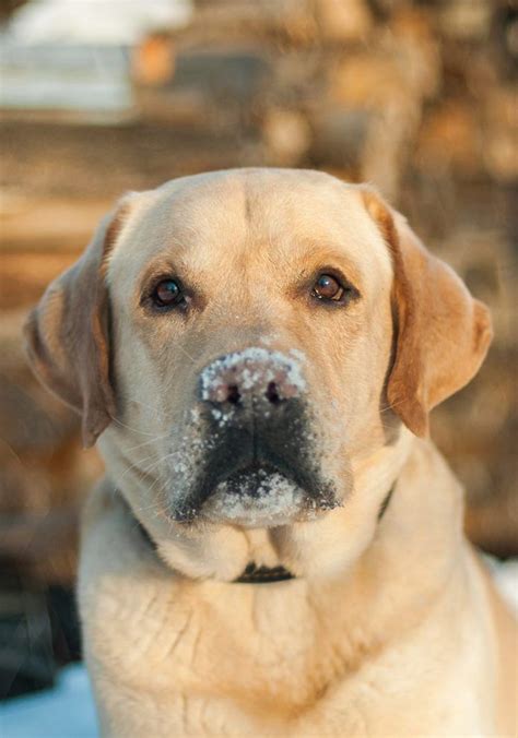 Maybe you would like to learn more about one of these? Labrador Weight Charts - How Much Should My Labrador Weigh ...